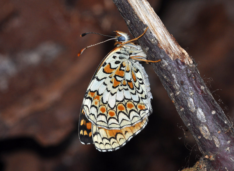 Melitaea phoebe